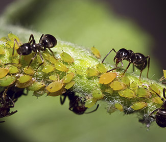 Ants "farming" aphids on a plant stem.