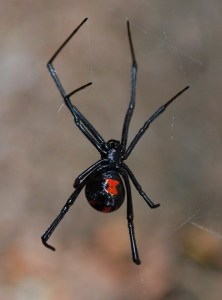 Photo of black widow spider