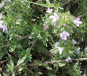 Caraway-scented thyme