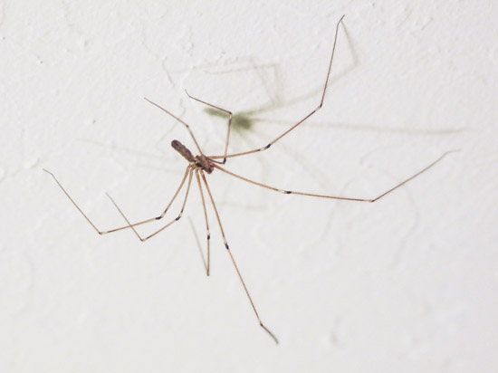 Photo of longbodied cellar spider